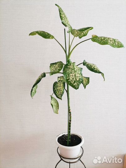 Комнатные растения