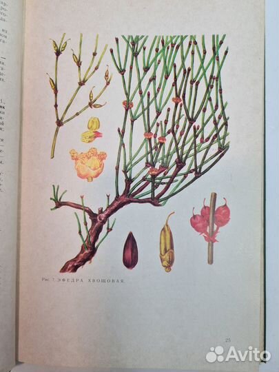 Дикорастущие лекарственные растения СССР. 1976 год