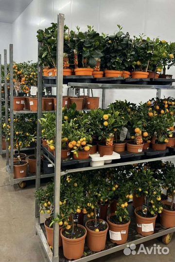 Растения для озеленения помещений, квартир, домов