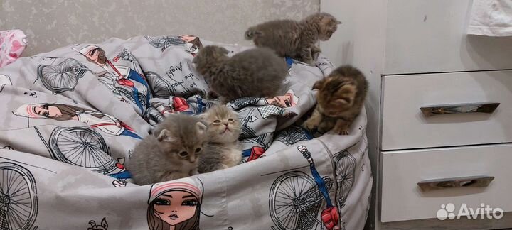 Британские котята
