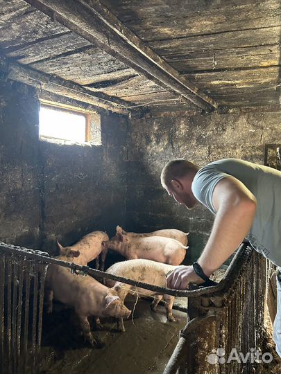 Свинина полутуши