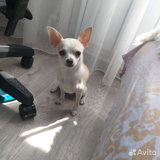 Вязка чихуахуа