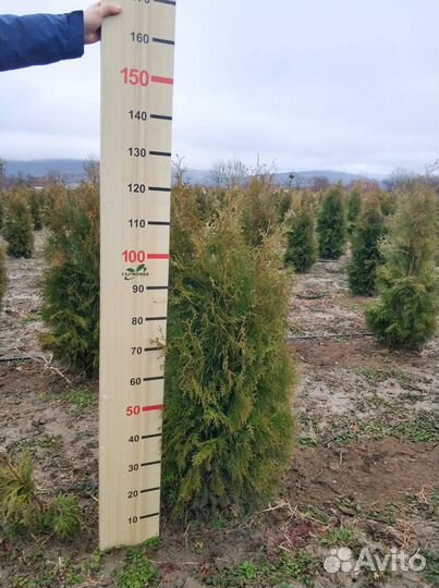 Туя Колумна