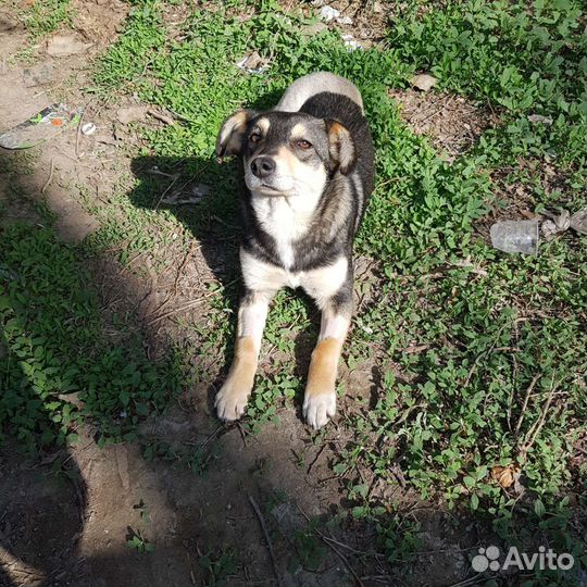 Собака в добрые руки