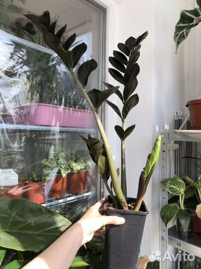 Замиокулькас 3 вида