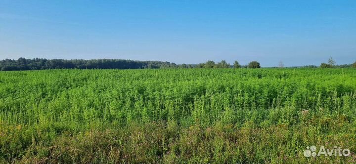 Корень хрена