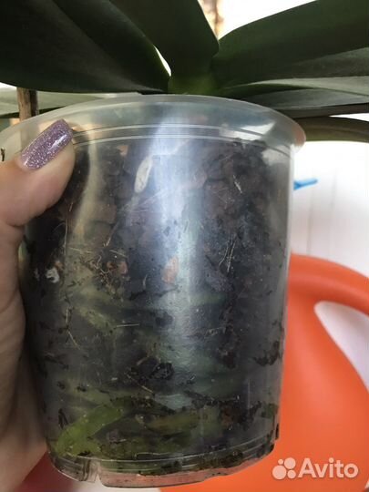 Орхидея Горизонт