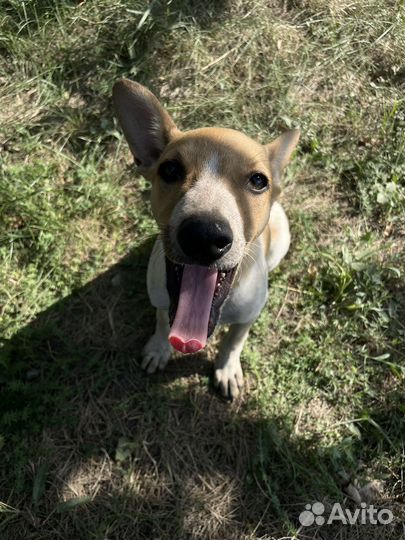 Щенок рыжик ищет дом