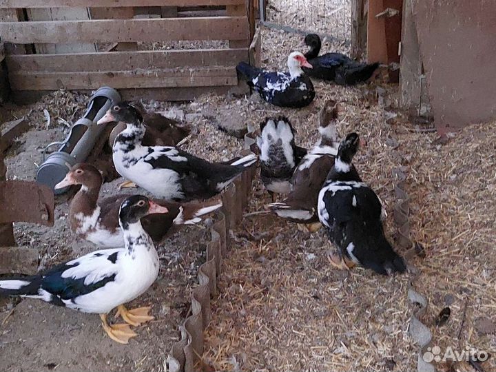 Мускусные утки индоутки индоутята