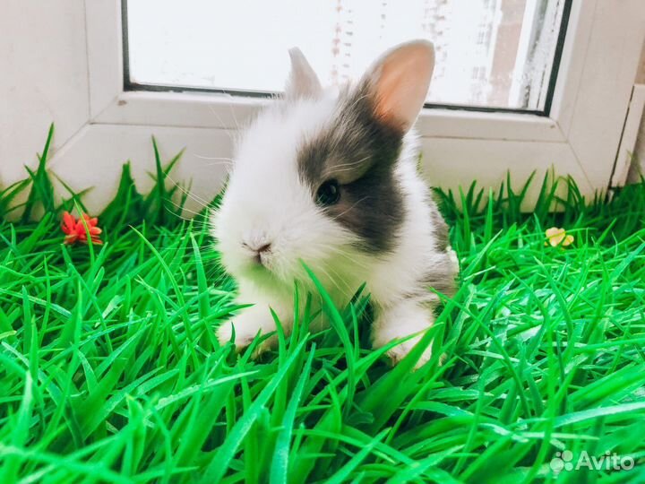 Мини карликовый кролик - вислоухий королевский