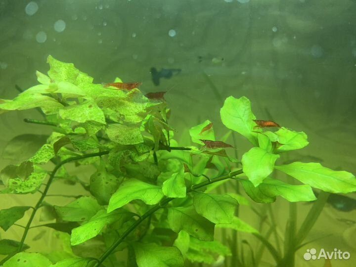 Аквариумные креветки