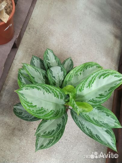 Аглаонема сильвер бей