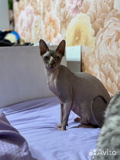 Канадский сфинкс котенок
