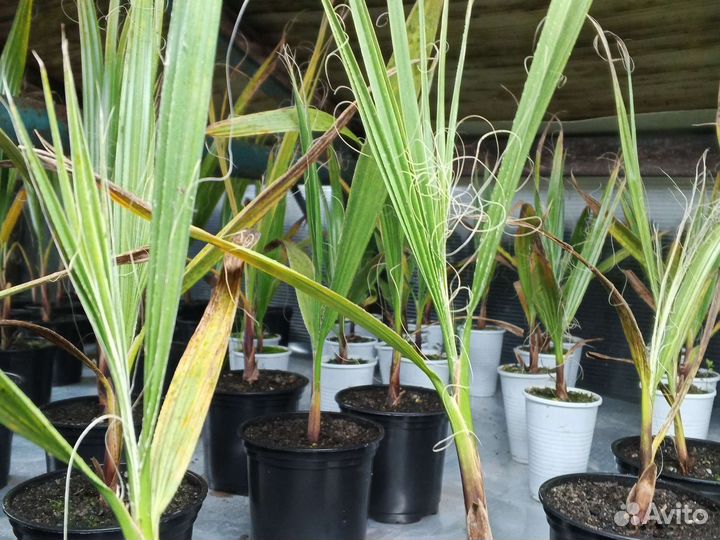 Саженцы пальмы финик Канарский