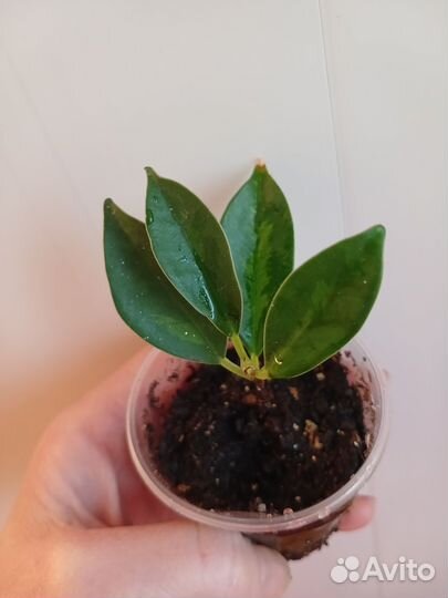 Сортовые фикусы