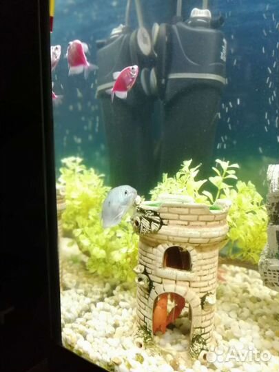Аквариум
