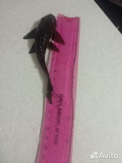 Сом анциструс