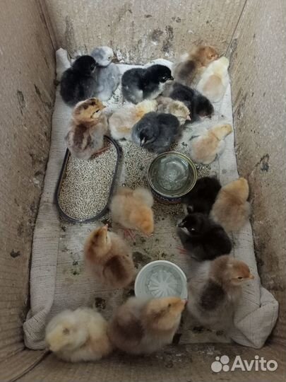 Цыплята кур несушек