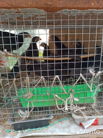 Куры цыплята