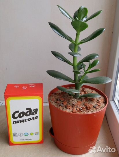 Денежное дерево (красула, толстянка)