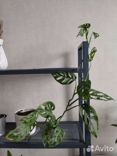 Монстера манки маск