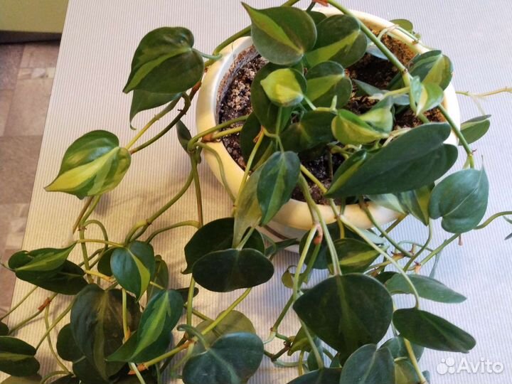 Филодендрон бразил