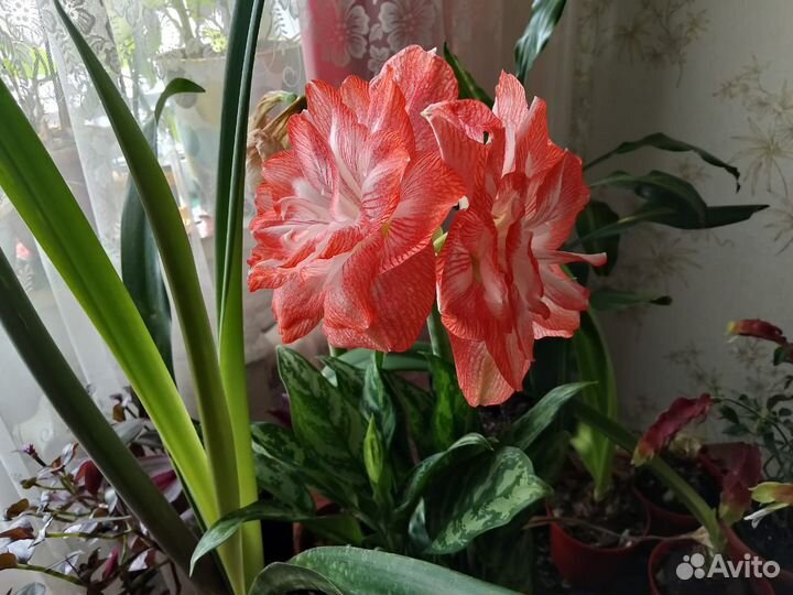 Гиппеаструм