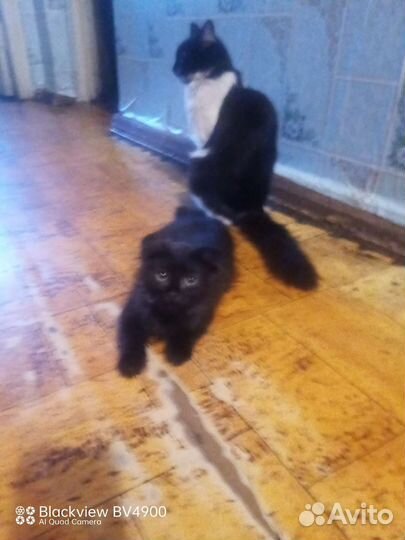 Отдам бесплатно в хорошие руке