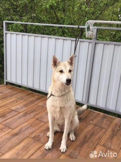 Лайка, приют Лазаревское