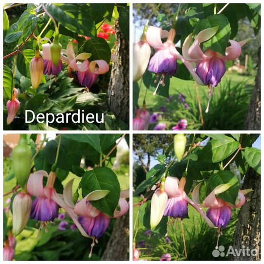 Фуксия цветы