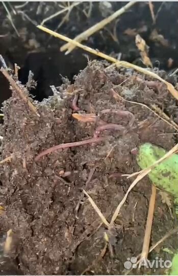 Вермикомпост (Биогумус)
