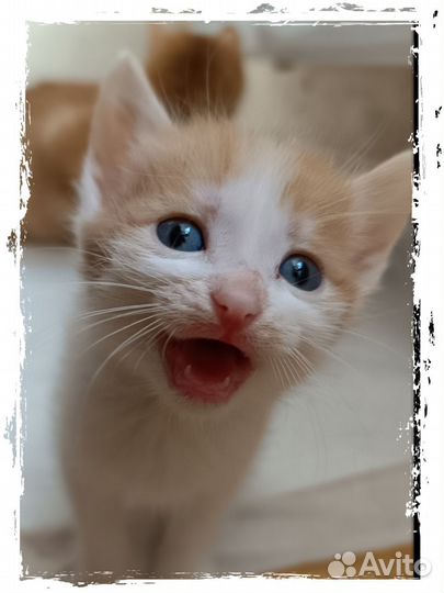 Котята с доставкой по городам Сибири