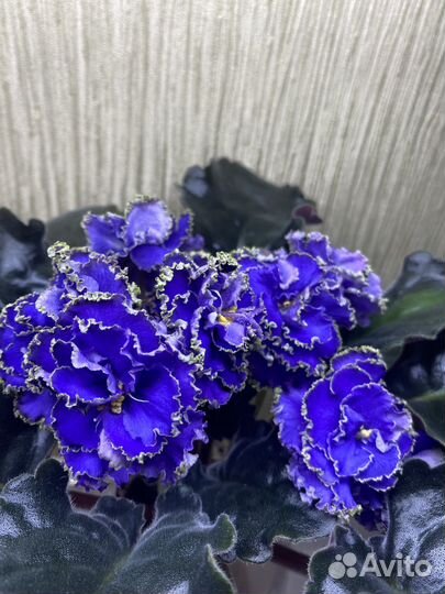 Сортовые фиалки