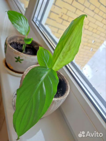 Спатифиллум