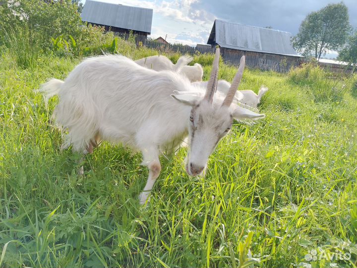 Коза русская и есть метис с альпийской дойные