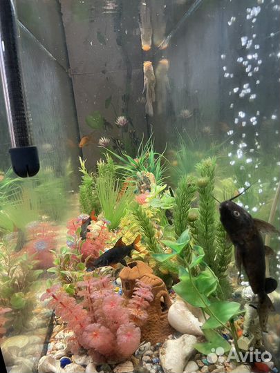 Аквариум