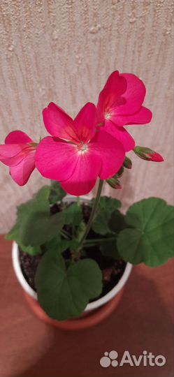 Пеларгония герань