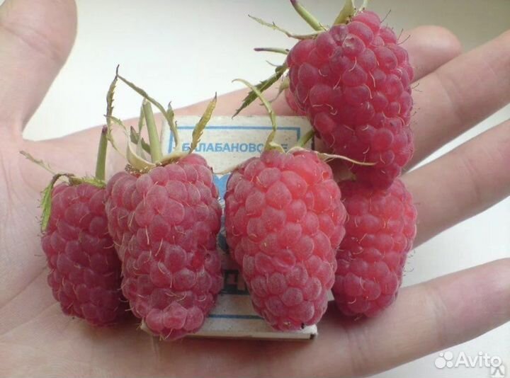 Ремонтантная малина