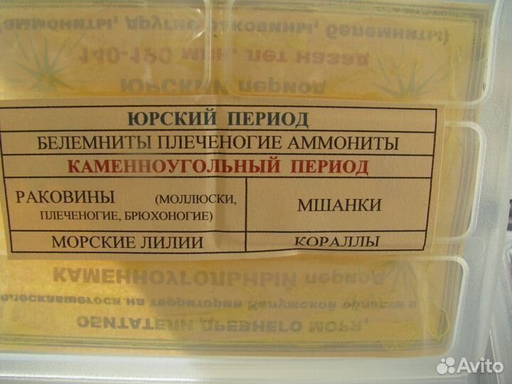 Окаменелости Калужской области