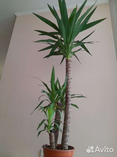 Пальмы юкка, ховея, арека