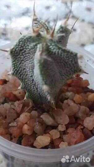 Кактусы для коллекционеров