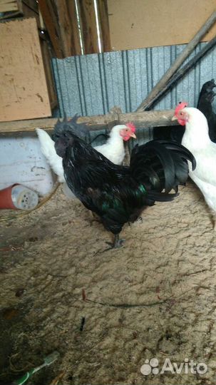 Петухи Ухейилюй