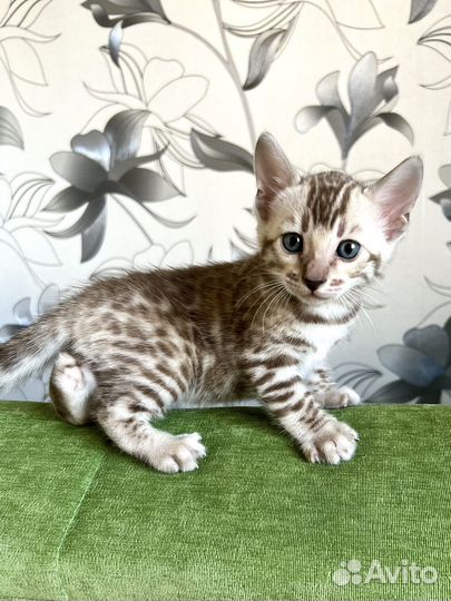 Бенгальские котята бенгальский котенок