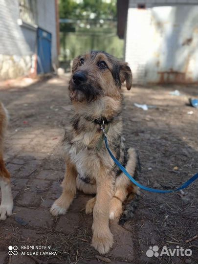 Щенок в добрые руки