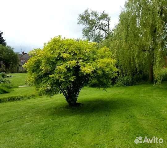 Бузина чёрная Аурея, кализия