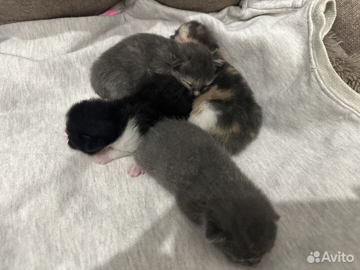 Кошка в дар бесплатно