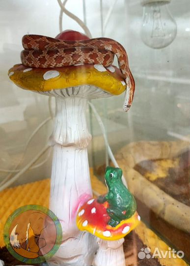 Змея / Ящерица