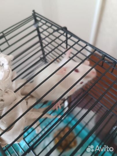 Две крысы с клеткой