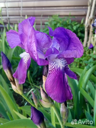 Ирисы. Пион. Хоста. Примула