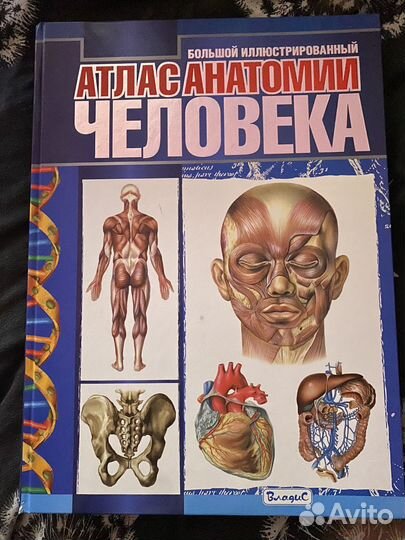 Атлас анатомии человека